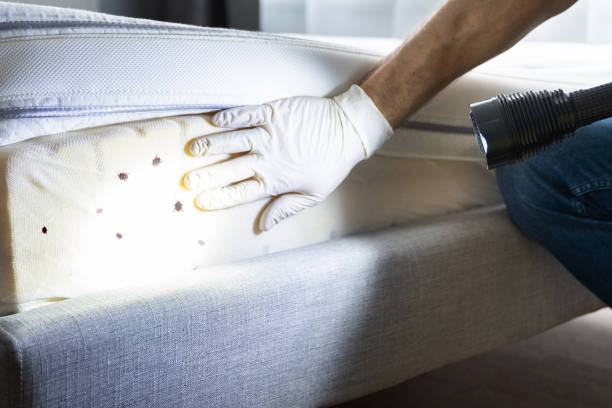 Wasp Removal Services in Taft, TX