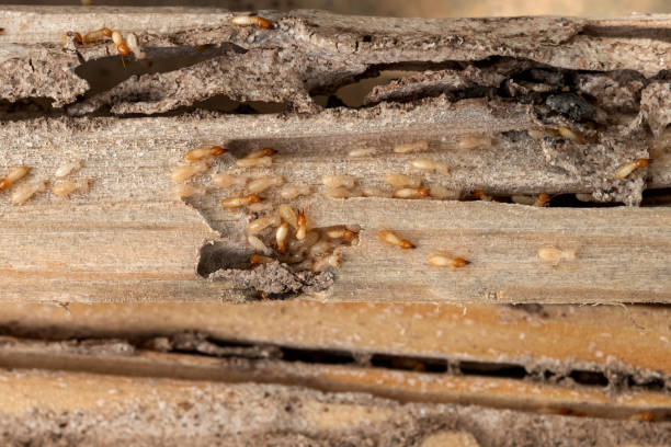Best Best Pest Control Companies  in Taft, TX